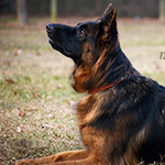 red and black german shepherd puppies for sale near me